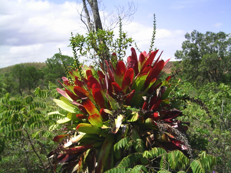 Diagnóstico ambiental